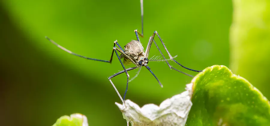 Natural Outdoor Mosquito Repellent in Marietta