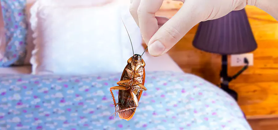 Bed Bug Inspection in Marietta