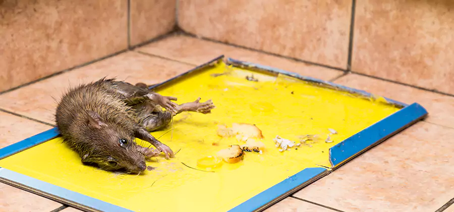 Rat Trapping Service In Marietta