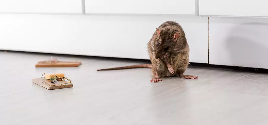 Rat Baiting Removal Service in Marietta