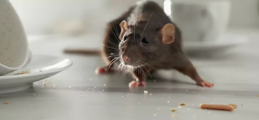 Attic Rat Exclusion Service in Marietta