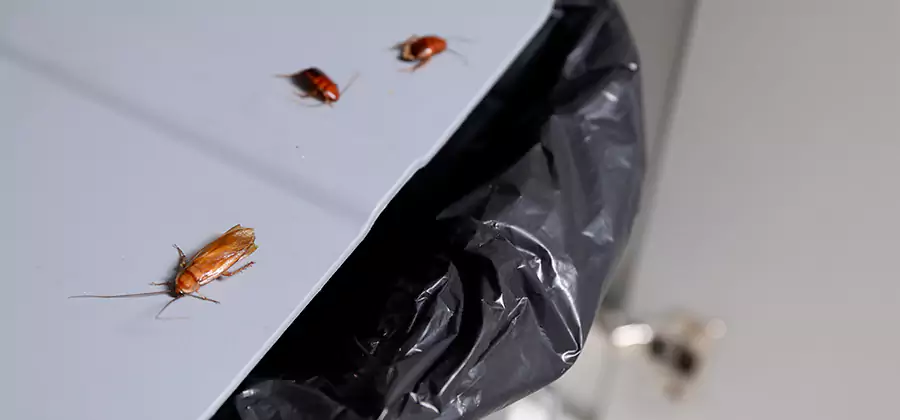 German Roach Pest Control in Marietta