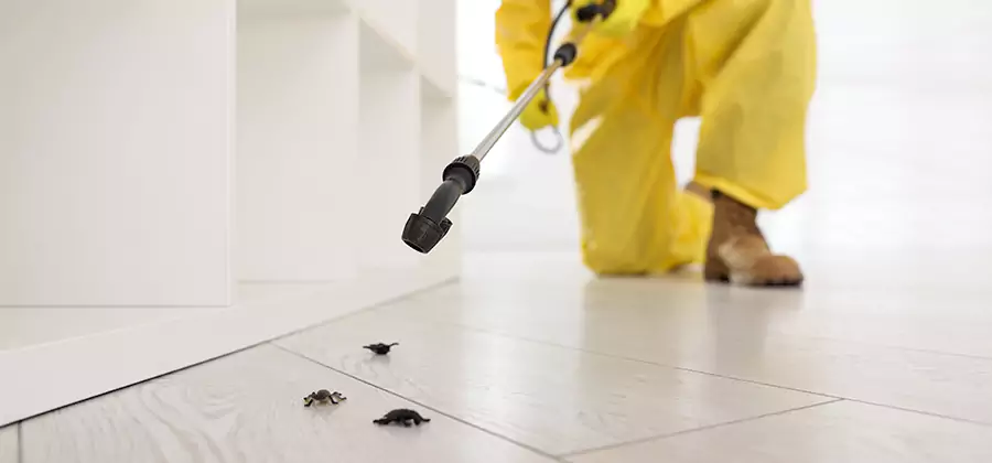 Roach and Bed Bug Exterminator in Marietta