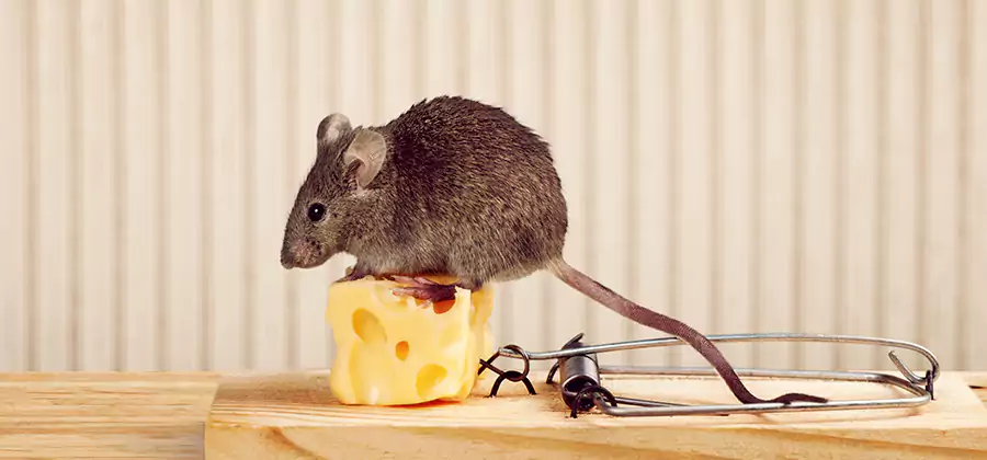 Commercial Rodent Exclusion Services in Marietta