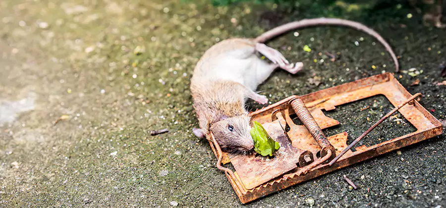 Rat Trapping in Marietta