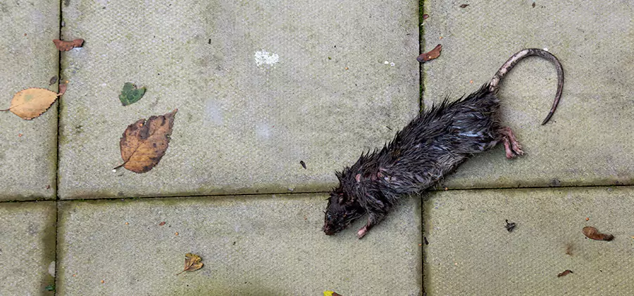Rodent inspection service in Marietta