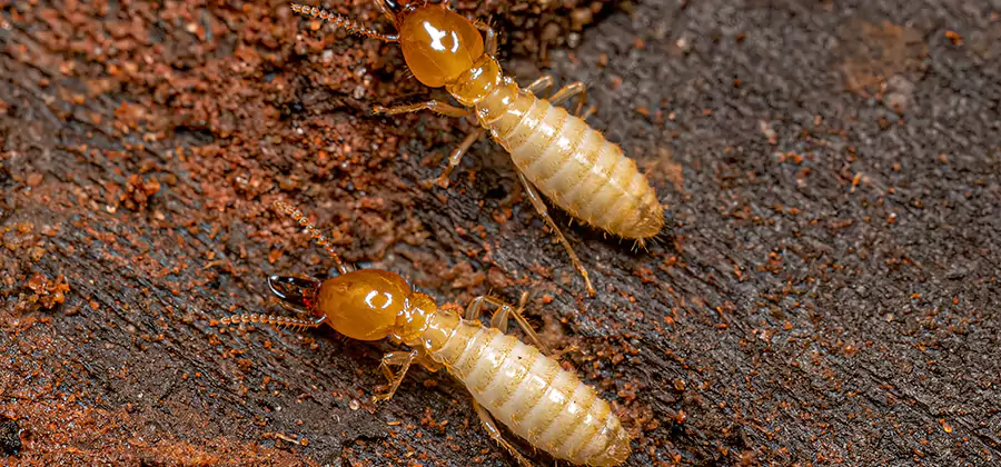 Sentricon Residential Termite Control in Marietta