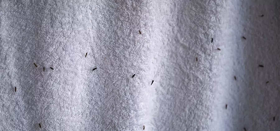 Small Black Ants in Bathroom Treatment in Marietta