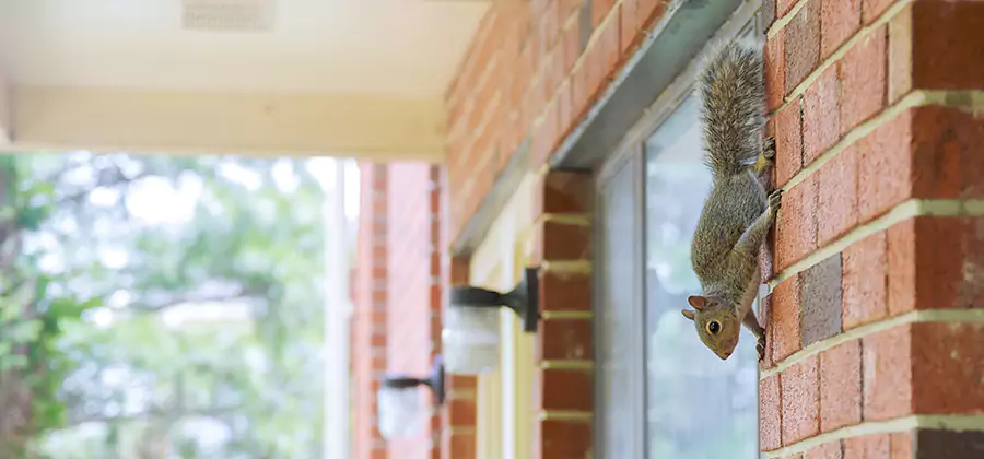 Squirrel Inside Walls Removal in Marietta