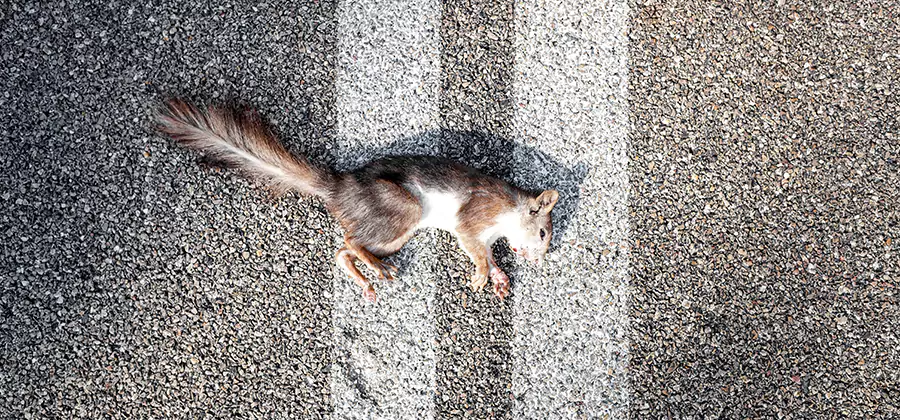 Dead Squirrel Removal in Marietta