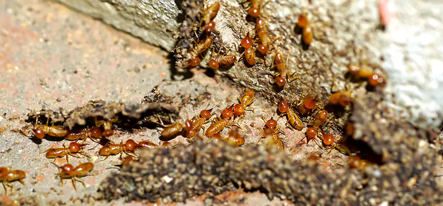 Wood Treatment and Localized Termite Solutions in Marietta