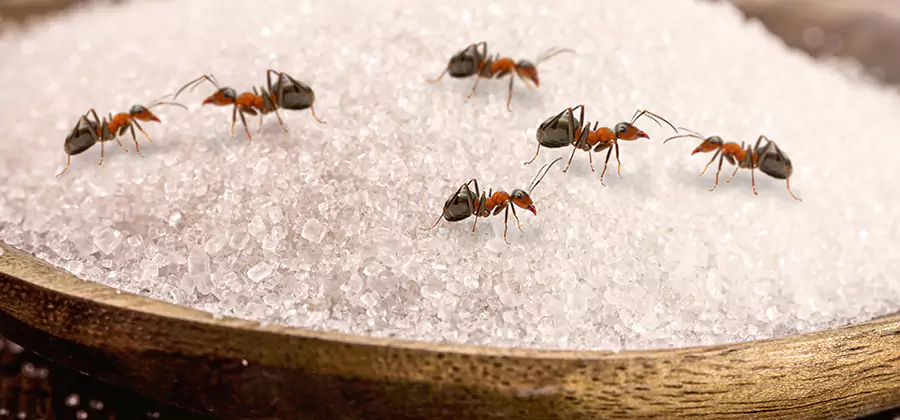 Indoor Sugar Ant Treatment in Marietta