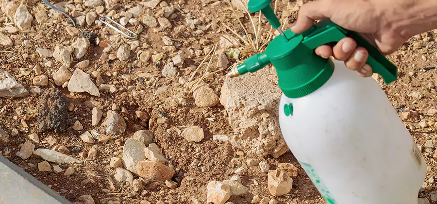 Heat Treatment Termite Cost in Marietta