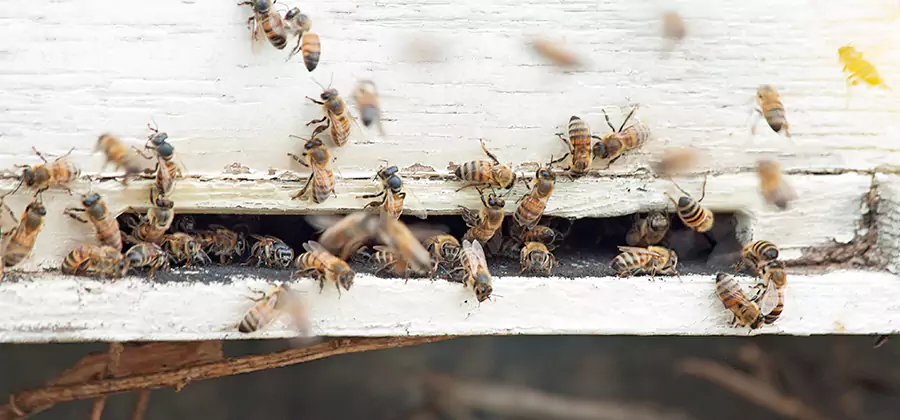 Residential Termite Fumigation in Marietta