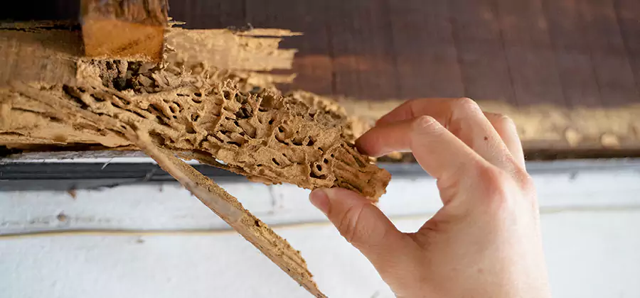 Pre-Purchase Termite Inspection in Marietta