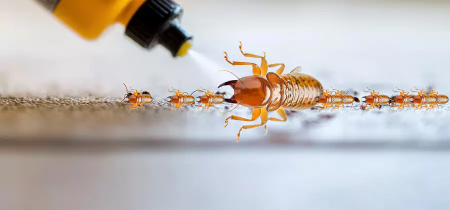 Foundation Termite Spraying Control in Marietta