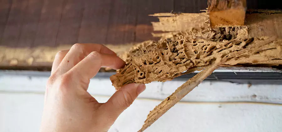 Pre-Construction Termite Treatment in Marietta