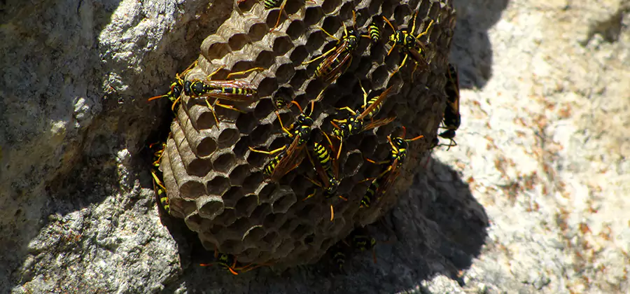 Wasp Nest in Tree Removal Marietta