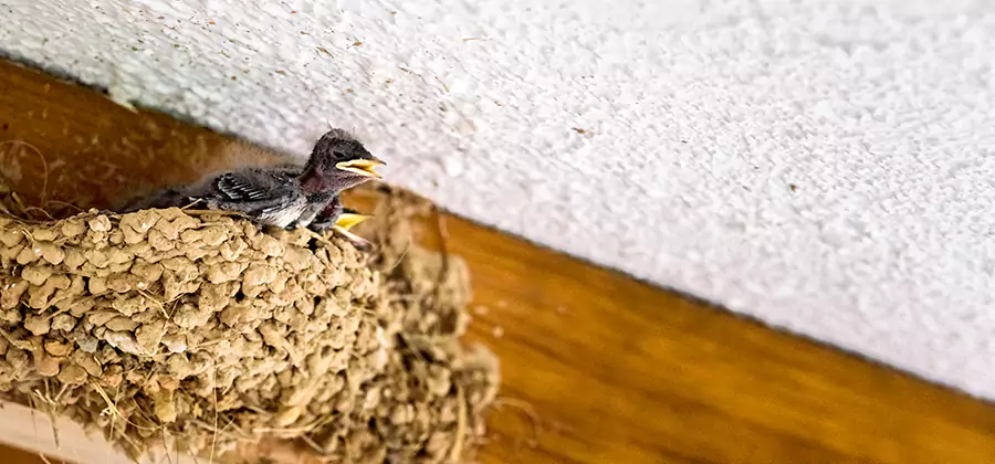 Bird Removal From House in Marietta