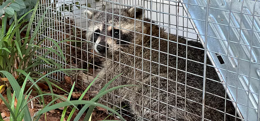 Wildlife Relocation Services in Marietta