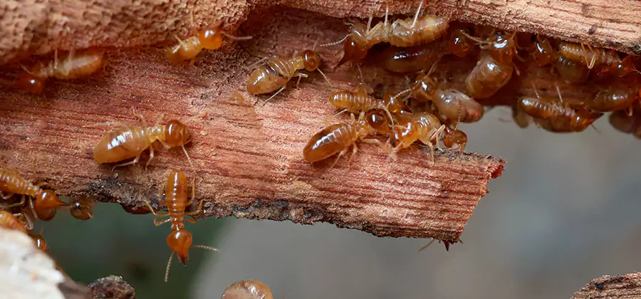 Wood Preservation Termite Treatment in Marietta
