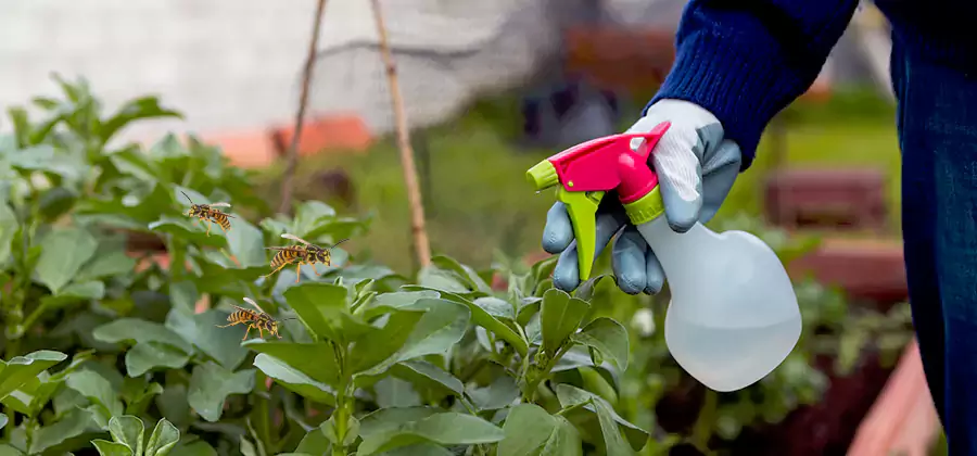 Yellow Jacket Pest Removal for Commercial Properties in Marietta