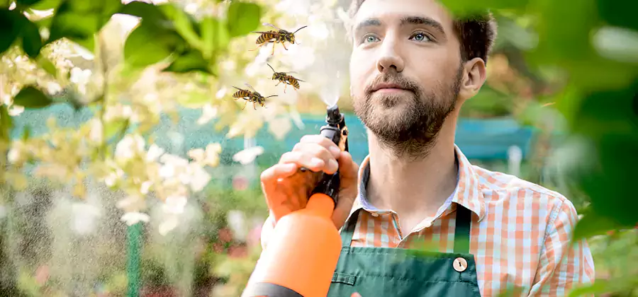 Yellow Jacket Wasp Removal in Marietta