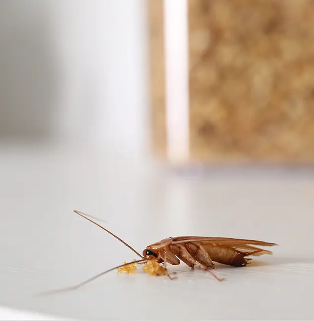 Why Marietta Pest Control Inc Stands Out in Marietta, GA?