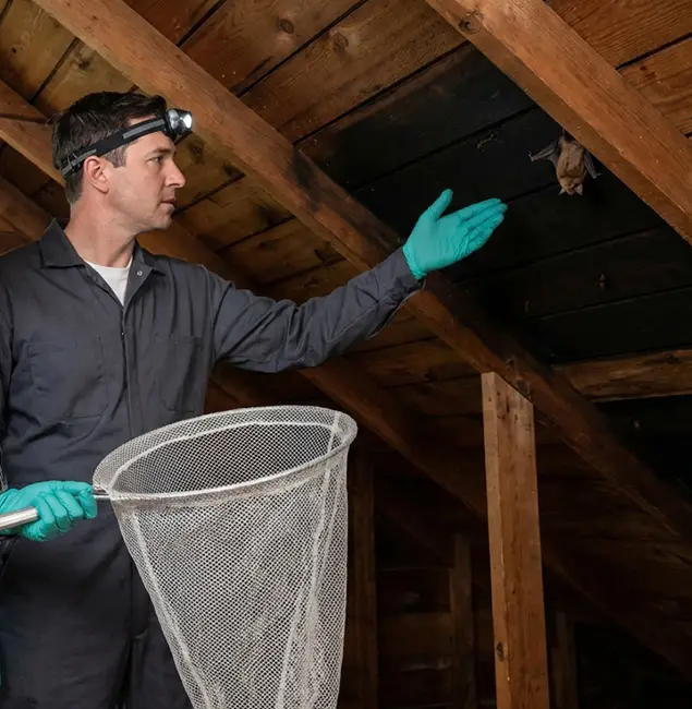 Why Marietta Pest Control Inc Is the Right Choice in Marietta, GA?