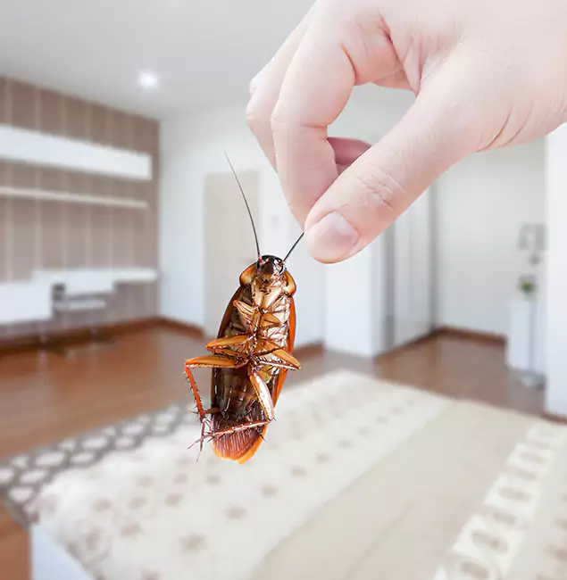 Why Marietta Pest Control Inc Stand Out for Bed Bug Fumigation in Marietta, GA?