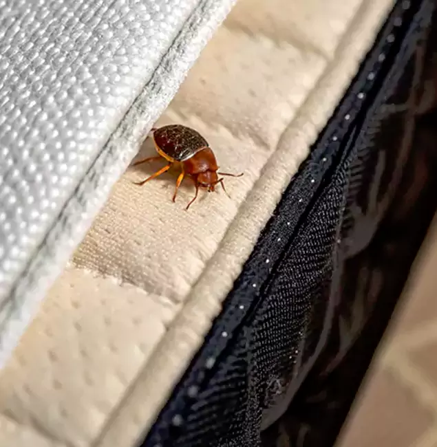 Why Choose Marietta Pest Control Inc for Bed Bug Treatment at Home in Marietta, GA?