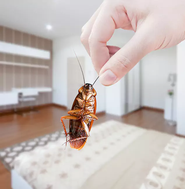 Why Marietta Pest Control Inc Stand Out For Bed Bug Inspection in Marietta, GA?