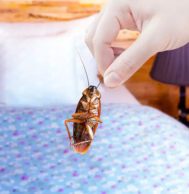 Why Choose Marietta Pest Control Inc for Bed Bug Treatment in Marietta, GA?