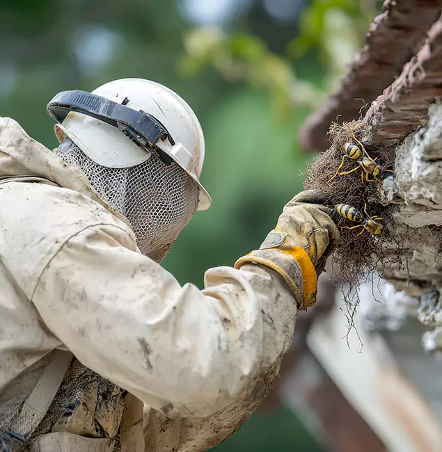 Why Marietta Property Owners Choose Marietta Pest Control Inc for Bee Exterminator?