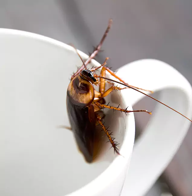 Why Marietta, GA Residents Trust Marietta Pest Control Inc for Cockroach Fumigation?