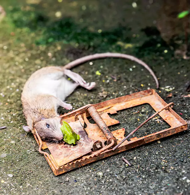 Why Marietta, GA Homeowners Trust Marietta Pest Control Inc for Rodent Removal?