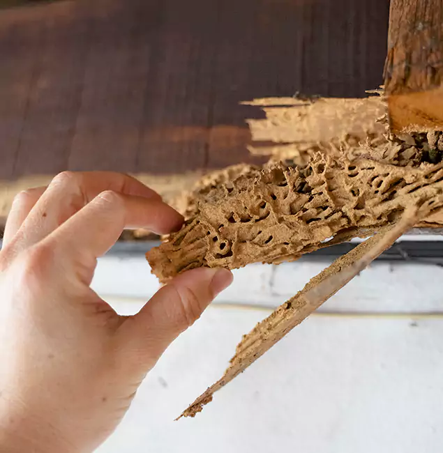 Why Choose Marietta Pest Control Inc in Marietta, GA?