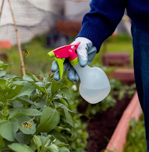 Why Marietta Homeowners Choose Marietta Pest Control Inc for Honey Bee Removal?
