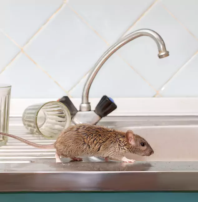 Why Marietta, GA Trusts Marietta Pest Control Inc for Humane Rodent Control?