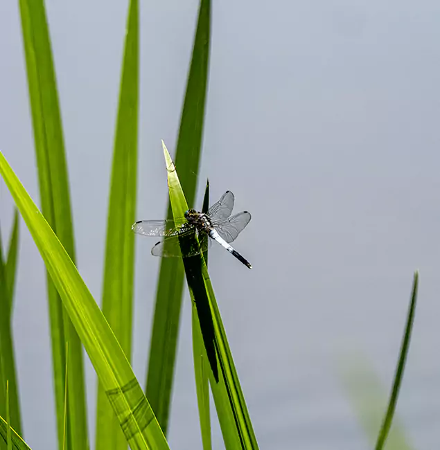 Why Marietta Families Trust Marietta Pest Control Inc for Mosquito Prevention?