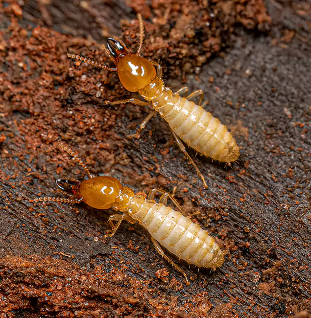 Why Choose Marietta Pest Control Inc for Termite Treatment Without Tenting in Marietta, GA?