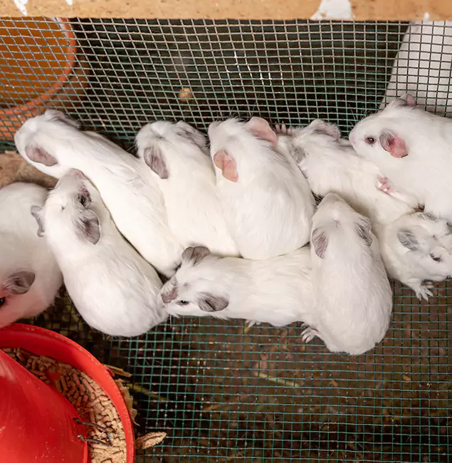 Why Choose Marietta Pest Control Inc for Rat Infestation in Marietta, GA?