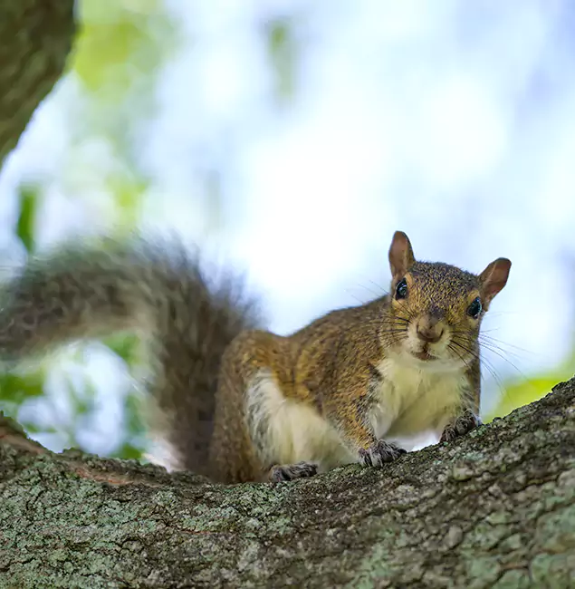 Why Marietta, GA Relies on Marietta Pest Control Inc for Squirrel Pest Control?