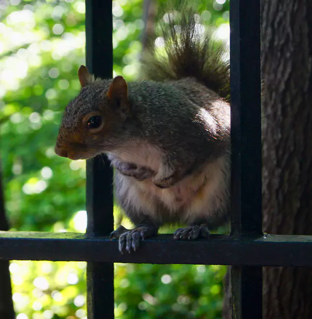 Why Marietta, GA Chooses Marietta Pest Control Inc for Squirrel Removal?