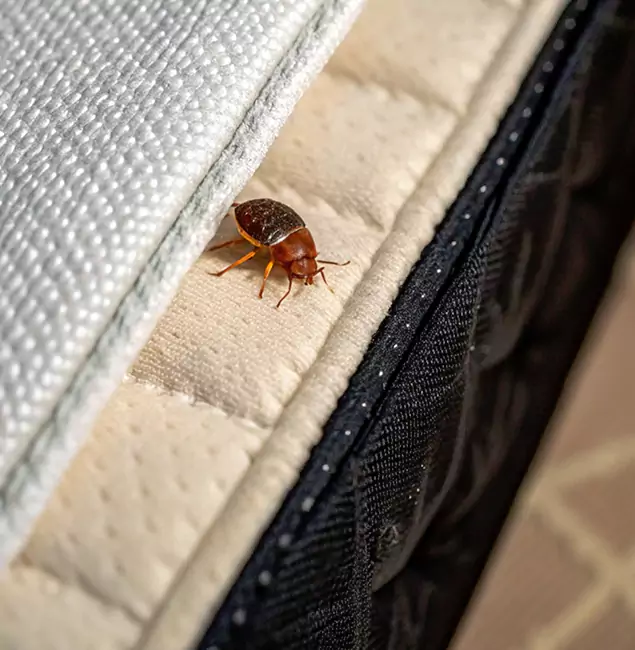 Why Marietta Homeowners Trust Marietta Pest Control Inc for Tick Treatment?