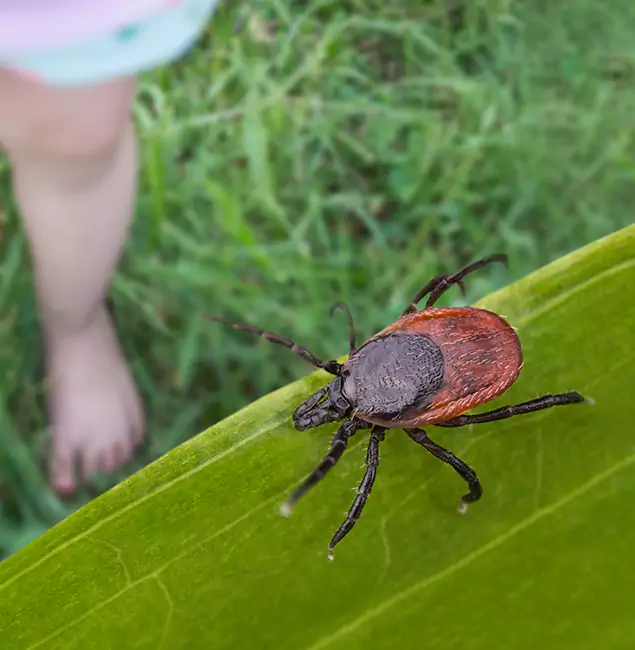 Why Marietta Homeowners Choose Marietta Pest Control Inc for Tick Extermination?