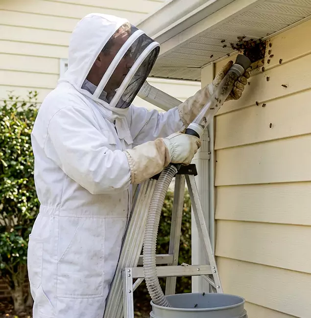 Why Marietta Trusts Marietta Pest Control Inc for Wasp Control?