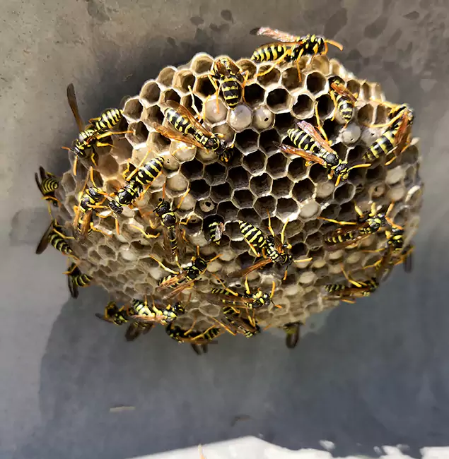 Why Marietta Chooses Marietta Pest Control Inc for Wasp Control Services?