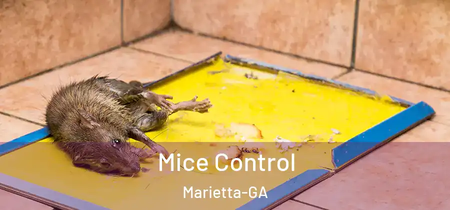 Mice Control Marietta-GA