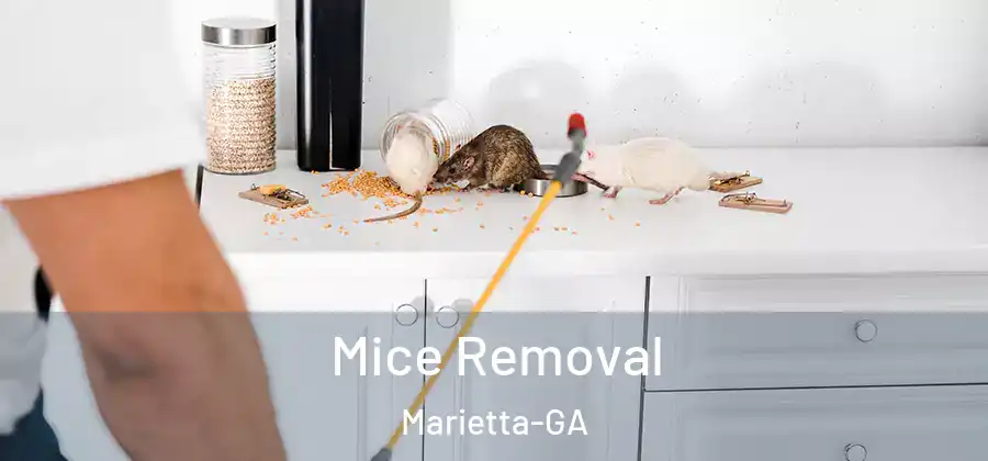 Mice Removal Marietta-GA